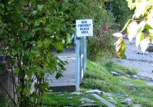 Dogs Allowed!